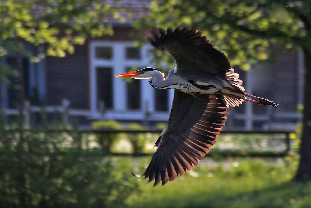 Flugshow des Graureihers