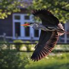 Flugshow des Graureihers