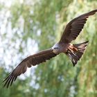 flugshow im kölner zoo