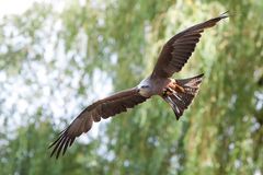 flugshow im kölner zoo