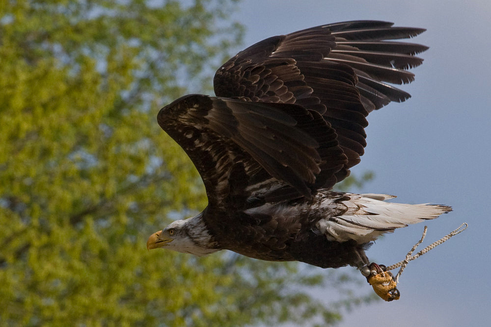 Flugshow im Neunkircher Zoo - junger Weißkopfseeadler