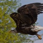 Flugshow im Neunkircher Zoo - junger Weißkopfseeadler