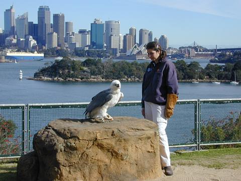 Flugshow im Taronga Zoo, Sydney