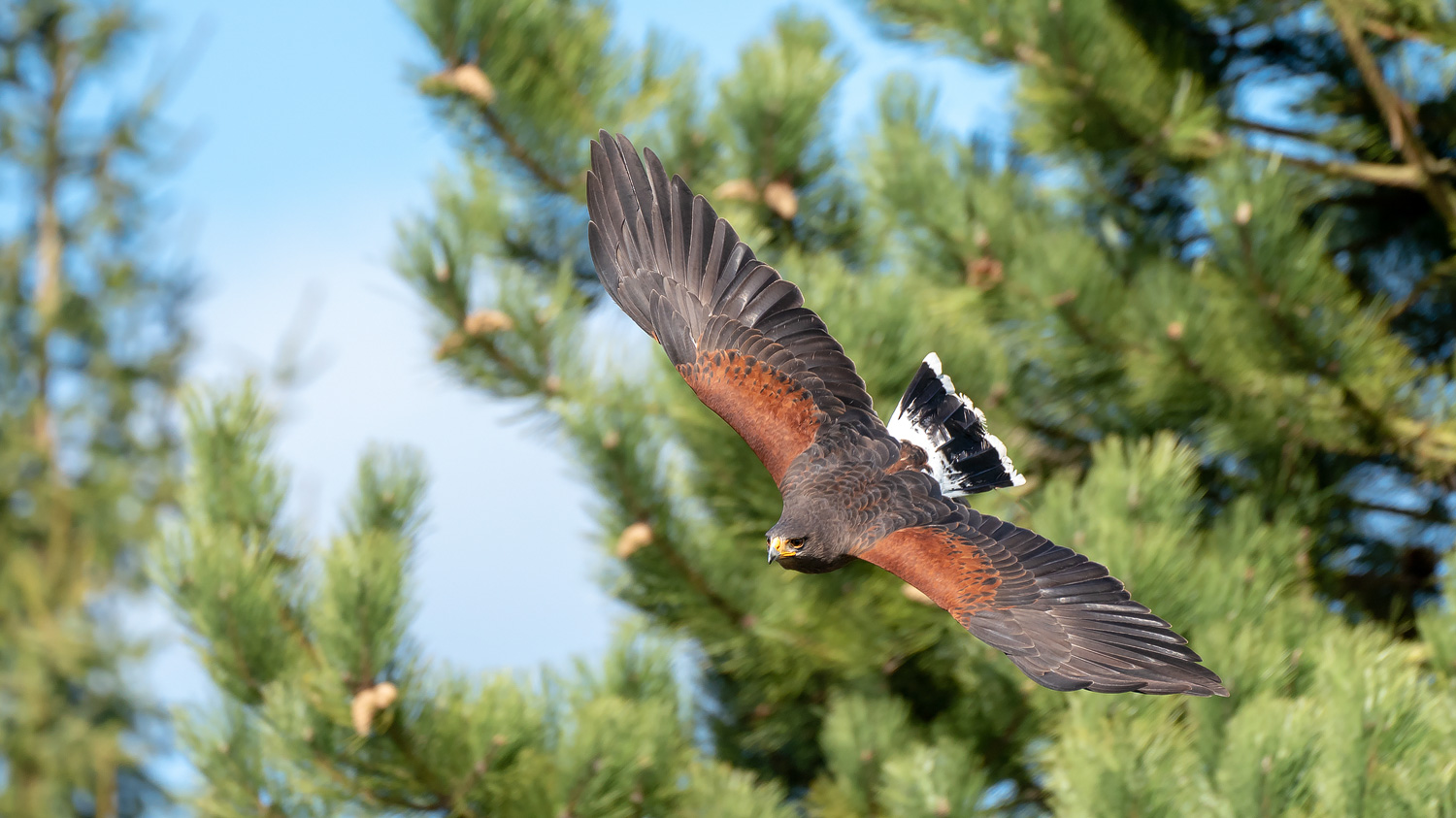 Flugshow im Vogelpark