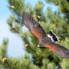 Flugshow im Vogelpark