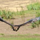 Flugshow im Vogelpark Marlow