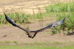 Flugshow im Vogelpark Marlow