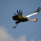 Flugshow im Vogelpark Walsrode