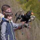 Flugshow im Weltvogelpark Walsrode