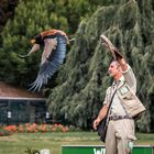 Flugshow im Weltvogelpark Walsrode