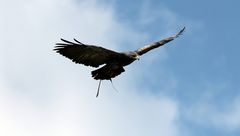 Flugshow im Wildpark Lüneburger Heide 2