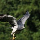 Flugshow im Wildpark Lüneburger Heide.