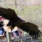 Flugshow im Wildpark Lüneburger Heide