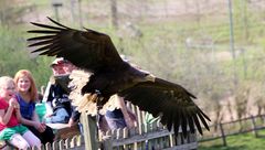 Flugshow im Wildpark Lüneburger Heide