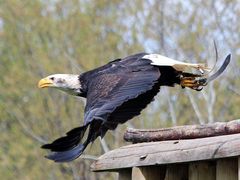 Flugshow im Wildpark Lüneburger Heide