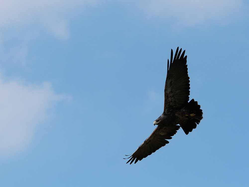 Flugshow im Wildpark Lüneburger Heide