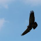 Flugshow im Wildpark Lüneburger Heide