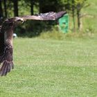 Flugshow in Falknerei Wunsiedel