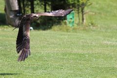 Flugshow in Falknerei Wunsiedel