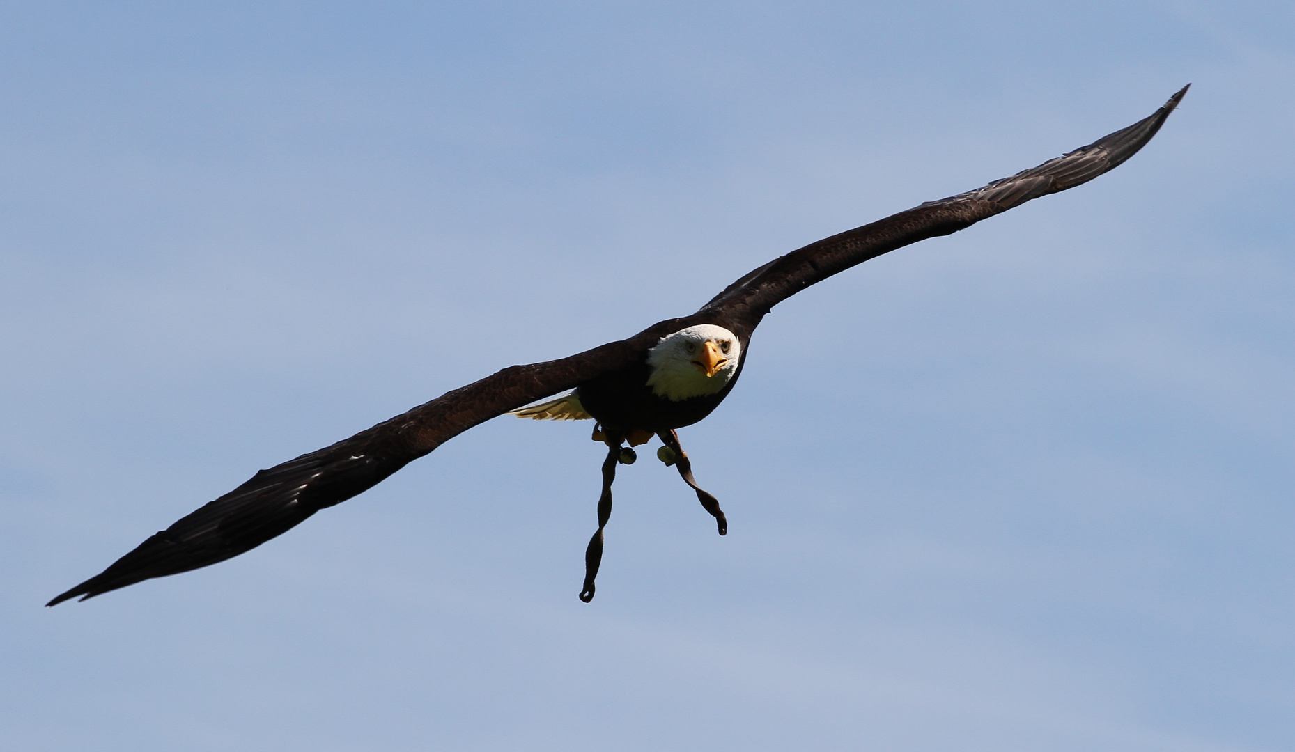 Flugshow in Poing Wildpark