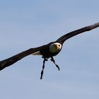 Flugshow in Poing Wildpark