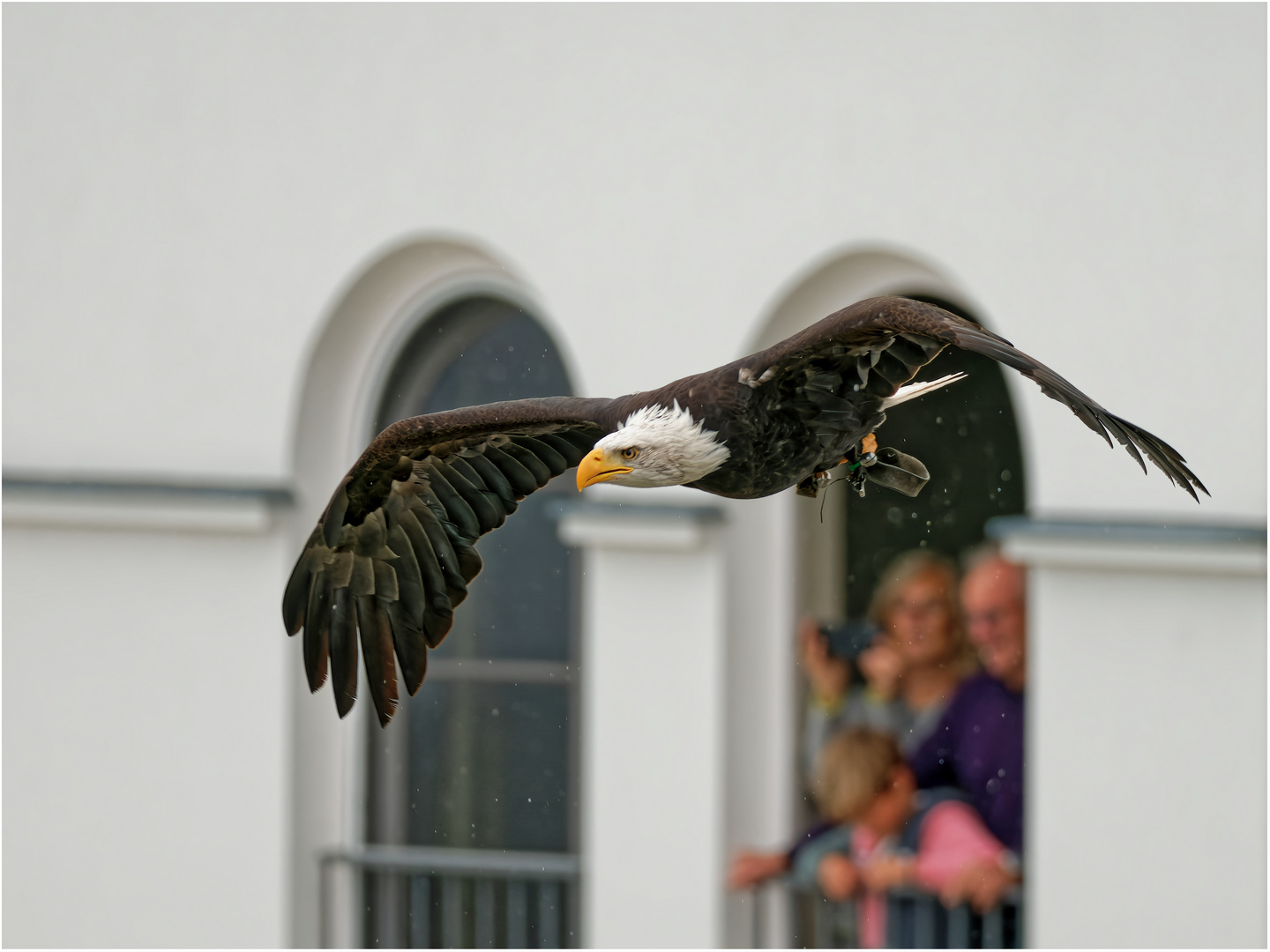 Flugshow in Zingst