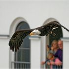 Flugshow in Zingst