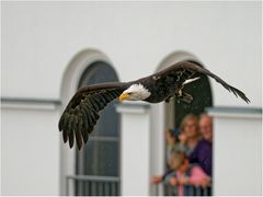 Flugshow in Zingst