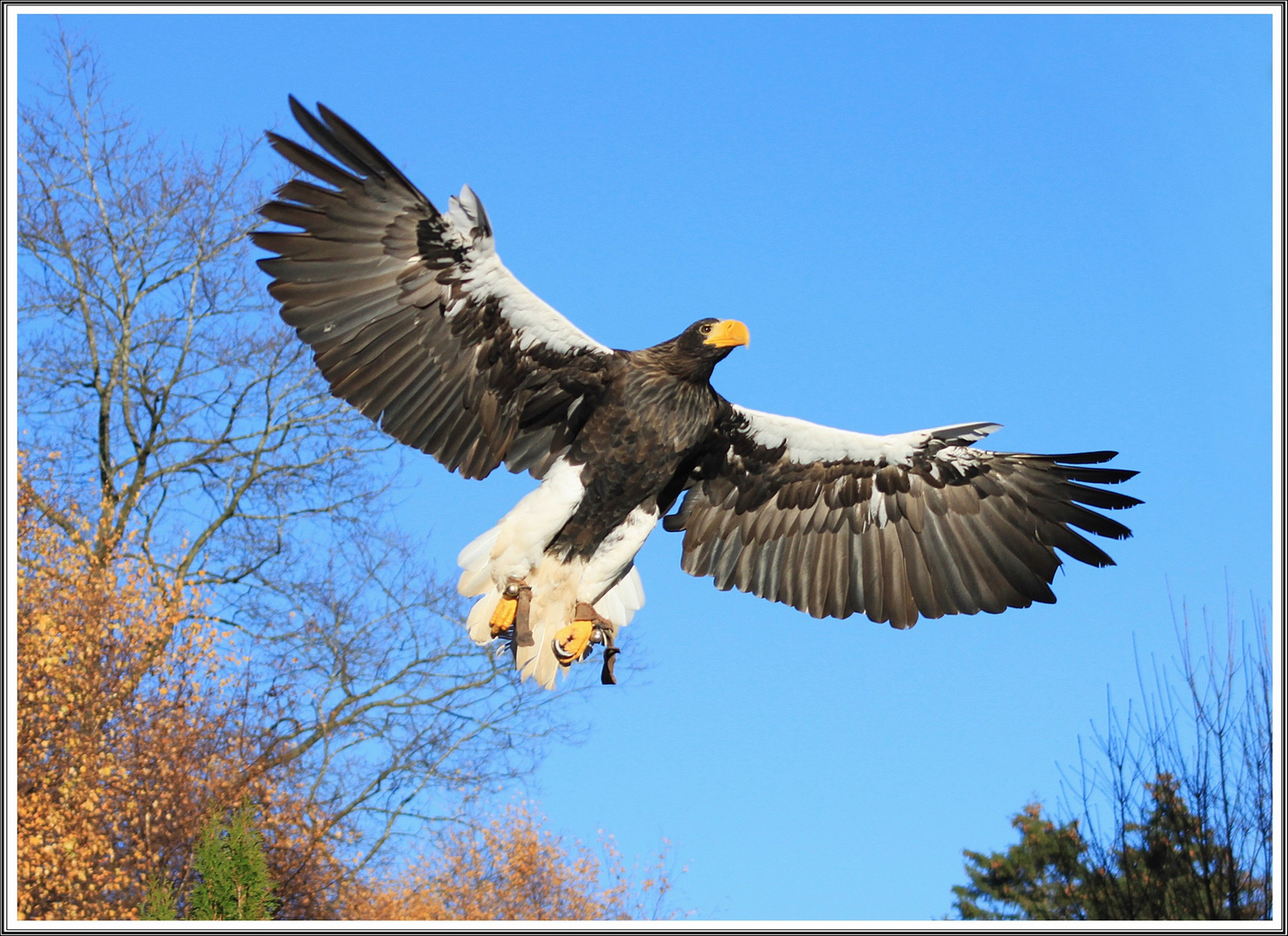 Flugshow mit Adlern