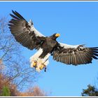 Flugshow mit Adlern