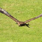 Flugshow mit "Therry" im Wildpark Schloss Tambach