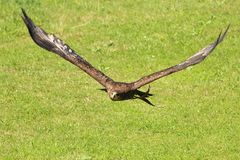 Flugshow mit "Therry" im Wildpark Schloss Tambach