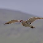 Flugshow nur für mich...