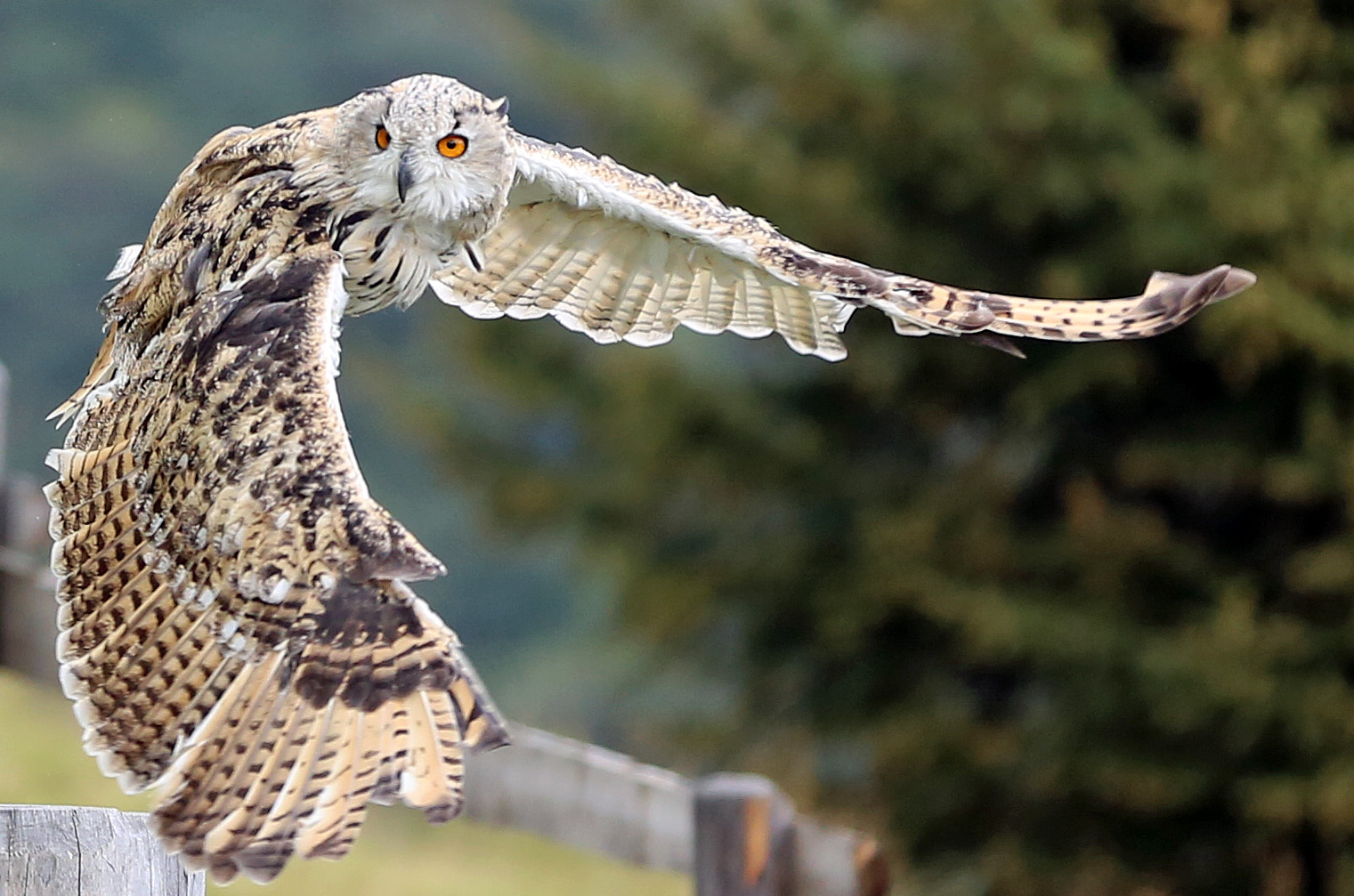 Flugshow Rauris in Österreich - Eule die 1.