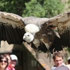 Flugshow Ronneburg 2