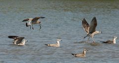 Flugshow Teil 2