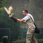 Flugshow Vogelpark Walsrode