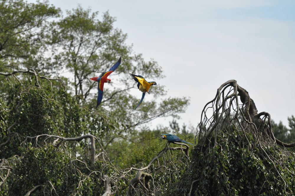 Flugshow Vogelpark Walsrode