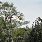 Flugshow Vogelpark Walsrode