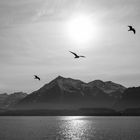 Flugshow vor dem Niesen