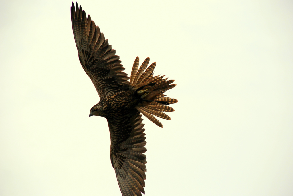 Flugshow Weltvogelpark Walsrode