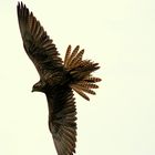 Flugshow Weltvogelpark Walsrode