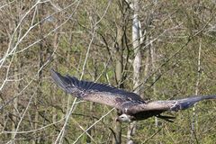 Flugshow Wildpark Lüneburger Heide