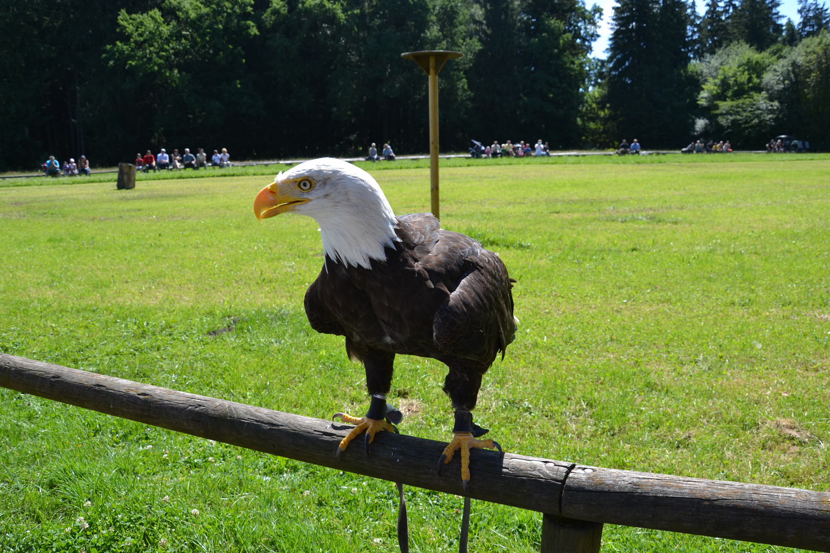 Flugshow Wildpark Poing