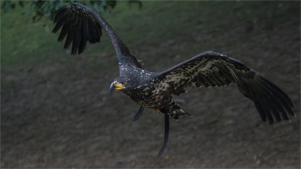 Flugshow Wildpark Schwarze Berge