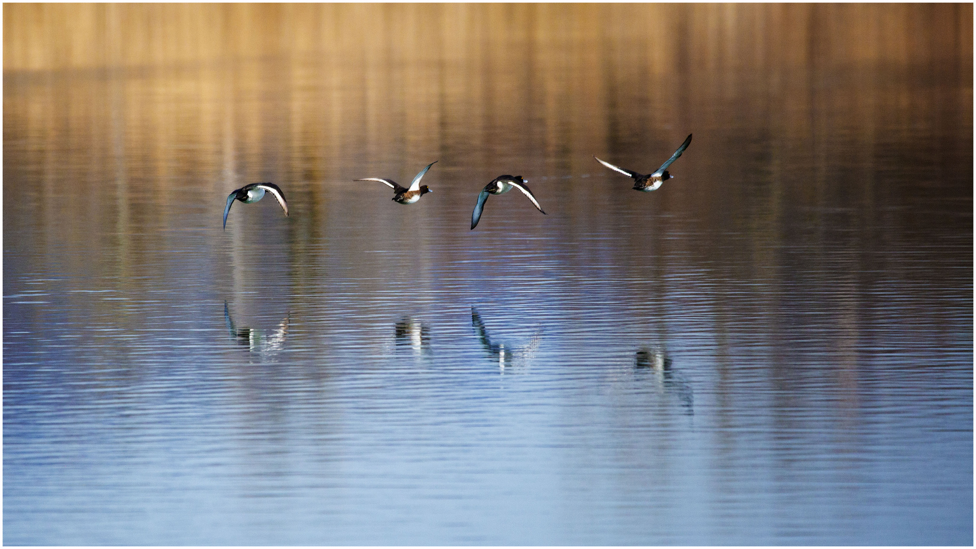 Flugshowquartett