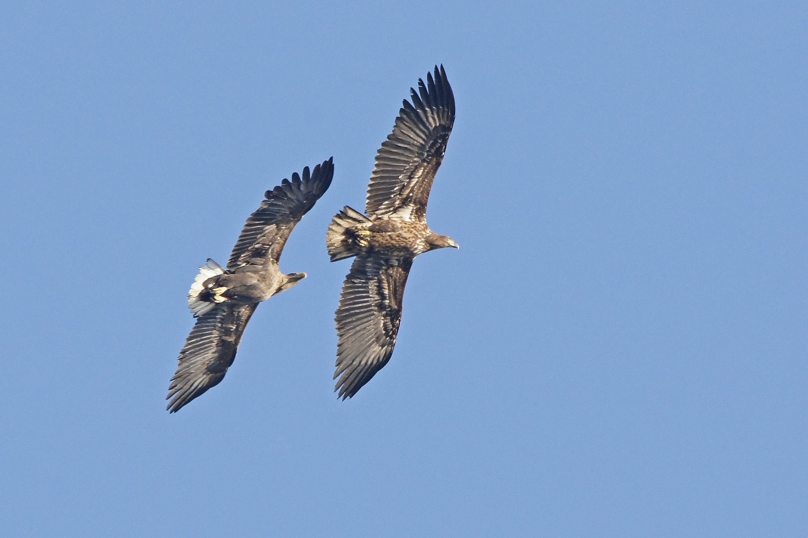 Flugspiele bei den Seeadlern