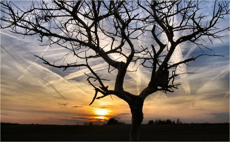 flugspuren abendlich verästelt