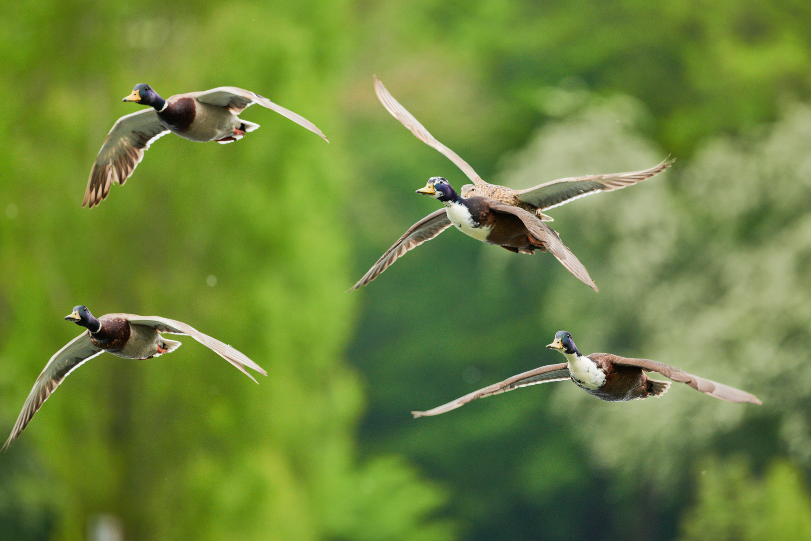 Flugstaffel