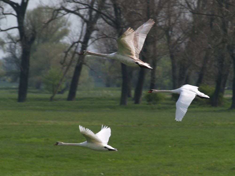 Flugstaffel